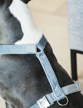 Kentucky Dogwear Hundegeschirr LOOP VELVET hellblau L