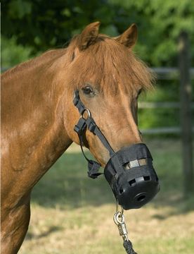 USG Fressbremse, schwarz Warmblut