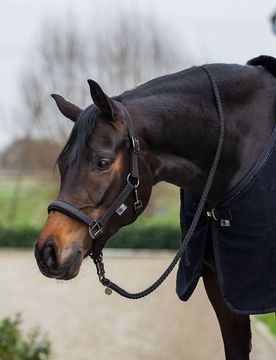 Halfter UNO PLUS Royal Glitter, black Cob