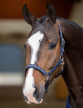 HV Polo Halfter HVP NENA navy Cob