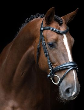 Trense englisch-kombiniertes Reithalfter IRH black Cob
