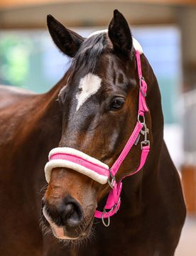 Waldhausen Halfter Elegant, pink VB