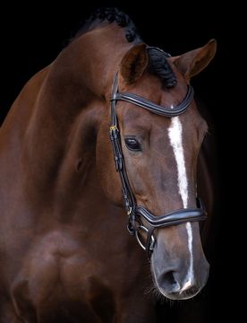 Trense ergonomisches Reithalfter IRH brown Cob
