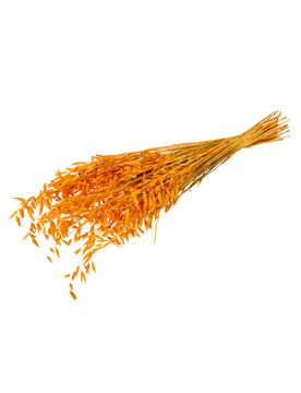Trockenblumen Hafer Strauß Senfgelb 70 cm