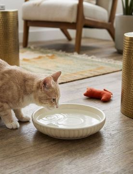 Sinsay - Ciotola per cane - panna