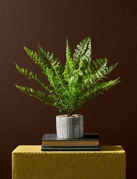 Pianta decorativa in vaso - verde