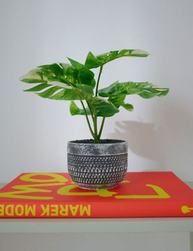 Pianta decorativa in vaso – monstera - verde