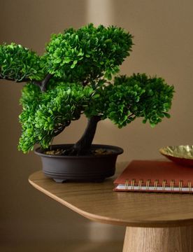 Pianta decorativa in vaso - verde