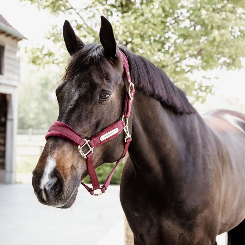 Halfter VELVET bordeaux Cob