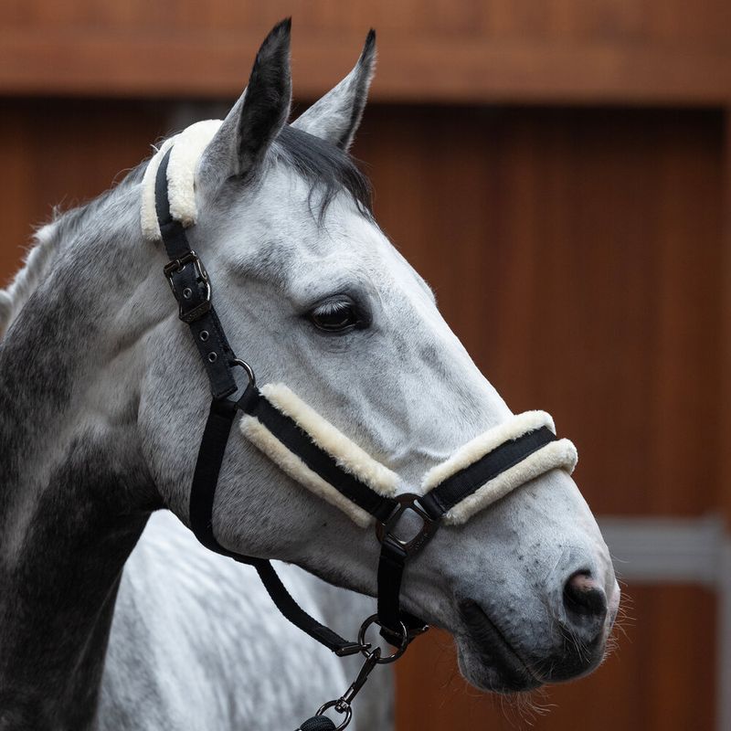 Halfter Set KLLexie, black PONY
